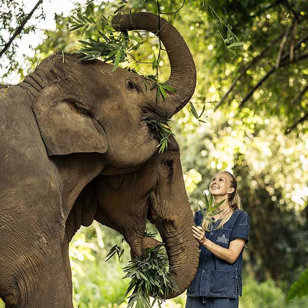 Anantara Golden Triangle Elephant Camp & Resort