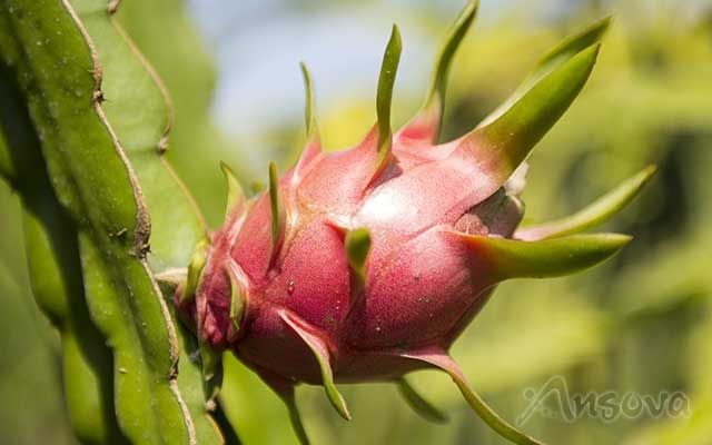 dragon-fruit-VietNam.jpg